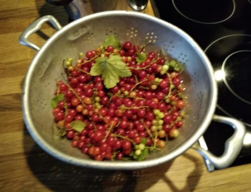 Schon bald vier Wochen in der Schweiz